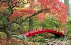 Set De 3 Erables Japonnais - Pot ⌀19cm - H.60-70cm (hauteur Pot Incluse) - Acer Japonica - Plantes Rustique -vidaXL Magasin 64233256479f90.69850499