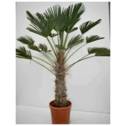 Trachycarpus Wagnerianus (palmier De Chusan, Palmier Moulin à Vent) Taille:pot De 110l - Tronc De 160/180cm - 220/250cm -vidaXL Magasin 6425e049806081.27725679