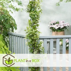 Jasmin Xl - Set De 2 - Vigne Grimpante - Pot 17cm - Hauteur 110-120cm -vidaXL Magasin 6426d296d212d4.91269698