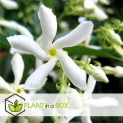 Jasmin Xl - Set De 2 - Vigne Grimpante - Pot 17cm - Hauteur 110-120cm -vidaXL Magasin 6426d296d6b130.43381225