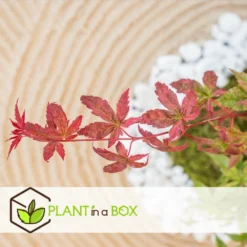 Acer Palmatum 'beni Maiko' - érable Du Japon - Pot 19cm - Hauteur 60-70cm -vidaXL Magasin 6426d375c7d192.60013909