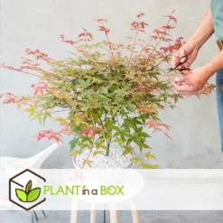 Acer Palmatum 'beni Maiko' - érable Du Japon - Pot 19cm - Hauteur 60-70cm -vidaXL Magasin 6426d375d1a313.38780890