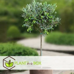 Olea Europaea - Olivier Sur Tige - Set De 2 - Pot 19cm - Hauteur 80-90cm -vidaXL Magasin 6426d3825e57d0.88982353