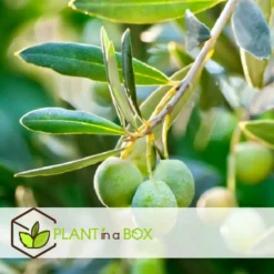 Olea Europaea - Olivier Sur Tige - Set De 2 - Pot 19cm - Hauteur 80-90cm -vidaXL Magasin 6426d38261e215.89894819