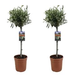 Olea Europaea - Olivier Sur Tige - Set De 2 - Pot 19cm - Hauteur 80-90cm