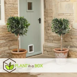 Olea Europaea - Olivier Rustique Sur Tige - Pot 21cm - Hauteur 90-100cm -vidaXL Magasin 6426d382e2f8e4.26607915