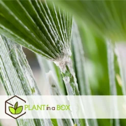 Chamaerops Humilis - Set De 2 - Palmier - Pot 15cm - Hauteur 50-60cm -vidaXL Magasin 6426d61279d5a9.65125664