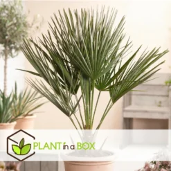 Chamaerops Humilis - Set De 2 - Palmier - Pot 15cm - Hauteur 50-60cm -vidaXL Magasin 6426d612834808.83751907
