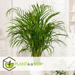 Dypsis Lutescens - Areca Gold Palm - Pot 17cm - Hauteur 60-70cm -vidaXL Magasin 6426d615b08ea6.01521839