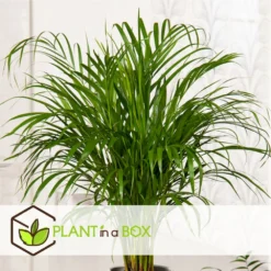 Dypsis Lutescens - Areca Gold Palm - Pot 17cm - Hauteur 60-70cm -vidaXL Magasin 6426d615bae732.49769553