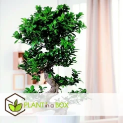 Ficus Ginseng S-shape - Japonaise Bonsai - Pot 20cm - Hauteur 55-65cm -vidaXL Magasin 6426d635491757.30711161