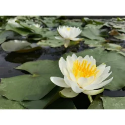 Nymphaea 'albina'