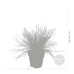 3x Festuca Glauca 'eisvogel' - Fétuque Bleue - Rustique - ⌀10.5 Cm - ↕15-20 Cm -vidaXL Magasin 64305ddf5d40b7.11239263