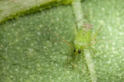 80 Larves Calpop -vidaXL Magasin 644c0d7810f161.94952608