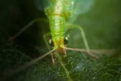 Chrysope 300 Oeufs -vidaXL Magasin 644c0d80415e41.87891519