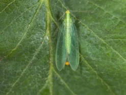 Chrysope 300 Oeufs -vidaXL Magasin 644c0d804700c6.01347131