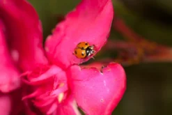 250 Larves Coccinelles Anti-puceron - Coccilaure -vidaXL Magasin 644c0d81a15936.77407627