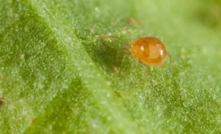 500 Acariens Phytoseiulus -vidaXL Magasin 644c0d831c3e77.72865186