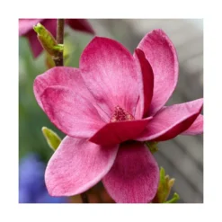 Magnolia De Chine, Magnolia De Soulange Soulangiana Genie/godet - 5/20 Cm -vidaXL Magasin 644c62301f7a42.96334449