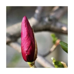 Magnolia à Fleurs De Lis Nigra/godet - 5/20 Cm -vidaXL Magasin 6450fef0c548d4.26703448