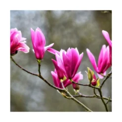 Magnolia à Fleurs De Lis Nigra/godet - 5/20 Cm -vidaXL Magasin 6450fef0c985a7.63062666