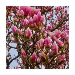 Magnolia à Fleurs De Lis Nigra/godet - 5/20 Cm -vidaXL Magasin 6450fef0cd9909.89868964