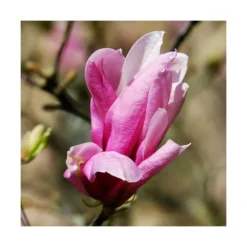 Magnolia à Fleurs De Lis Nigra/godet - 5/20 Cm -vidaXL Magasin 6450fef0dca710.83540469