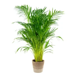 Dypsis Lutescens Incl. Panier Nea - Golden Palm - Facile D'entretien - ⌀21 Cm - ↕100-110 Cm