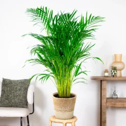 Dypsis Lutescens Incl. Panier Nea - Golden Palm - Facile D'entretien - ⌀21 Cm - ↕100-110 Cm 8 Dypsis Lutescens Incl. Panier Nea - Golden Palm - Facile D'entretien - ⌀21 Cm - ↕100-110 Cm -vidaXL Magasin 6450ff678d22a6.50524054