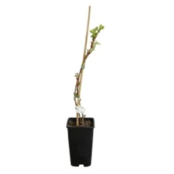 Framboisier 'heritage' - Rubus Idaeus 3l -vidaXL Magasin 6455137a8e6d74.71766285