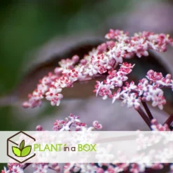 Sambucus Nigra 'black Lace' - Set De 4 - Pot 17cm - Hauteur 25-40cm -vidaXL Magasin 64594fe01c6815.60092599