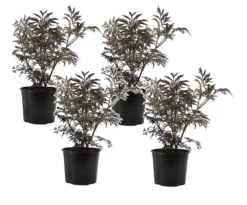 Sambucus Nigra 'black Lace' - Set De 4 - Pot 17cm - Hauteur 25-40cm