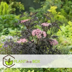 Sambucus Nigra 'black Lace' - Set De 4 - Pot 17cm - Hauteur 25-40cm -vidaXL Magasin 64594fe03806c9.54643939