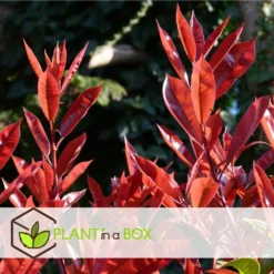 Photinia Fraseri Red Robin - Set De 4 - Pot 17cm - Hauteur 30-40cm -vidaXL Magasin 64594ff9d3e684.39326264