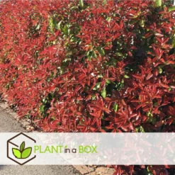 Photinia Fraseri Red Robin - Set De 4 - Pot 17cm - Hauteur 30-40cm -vidaXL Magasin 64594ff9d811e2.33309668