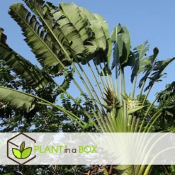 Ravenala Madagascariensis - Set De 6 - Palmier - Pot 9cm - Hauteur 25-40cm -vidaXL Magasin 6459514a411999.08180909