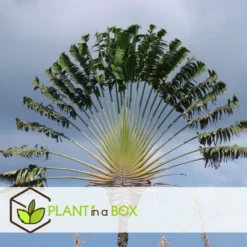 Ravenala Madagascariensis - Set De 6 - Palmier - Pot 9cm - Hauteur 25-40cm -vidaXL Magasin 6459514a638d88.90406025