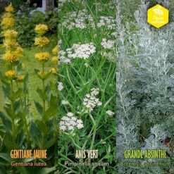 Coffret De Semences Médicinales Aromatique Apéritifs Régionaux -vidaXL Magasin 645a39a750fff5.57002845