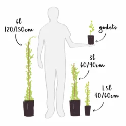 Schizophragma Hydrangeoides 'roseum' - Schizophragma Hydrangeoides 3l -vidaXL Magasin 645d6487224793.86795567