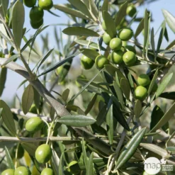 Olivier, Olea Europeae : H100 Cm Tige Pot D20cm