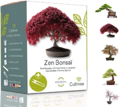 Mini Kit Prêt à Pousser Bonsai