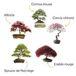 Kit Bonsaï Premium Prêt à Pousser -vidaXL Magasin 6478c81329b750.65904913