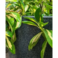 Pot à Fleurs Waste Smooth 35x34 Cm Gris -vidaXL Magasin 6479895f489579.99814901