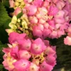 Hortensia Rembrandt ? 'dolce Chic' - 5l