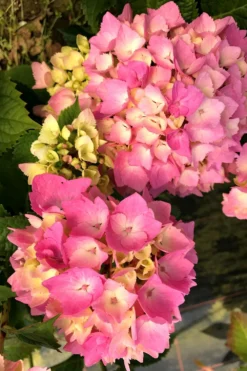 Hortensia Rembrandt ? 'dolce Chic' - 5l
