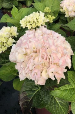 Hortensia Rembrandt ? 'elegant Rosa' - 5l