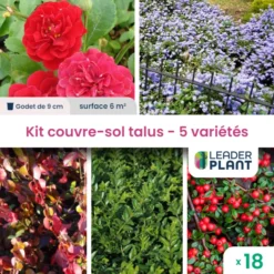 Kit Couvre Sols Talus - 5 Variétés - Lot De 18 Plants En Godet