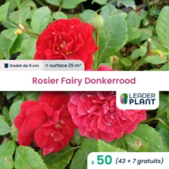 50 X Rosier Paysager Fairy Donkerrood En Godet