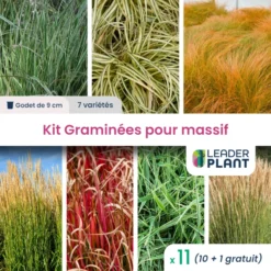 Kit Graminée Pour Massif – 7 Variétés – Lot De 11 Plants En Godet
