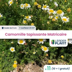 11 X Camomille Tapissante - Matricaire Gazonnante En Godet